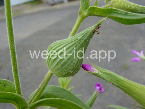 catchfly, cone